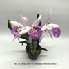 Bc. Yu Toung Star YT(Tetradip x Morning Glory) (2)